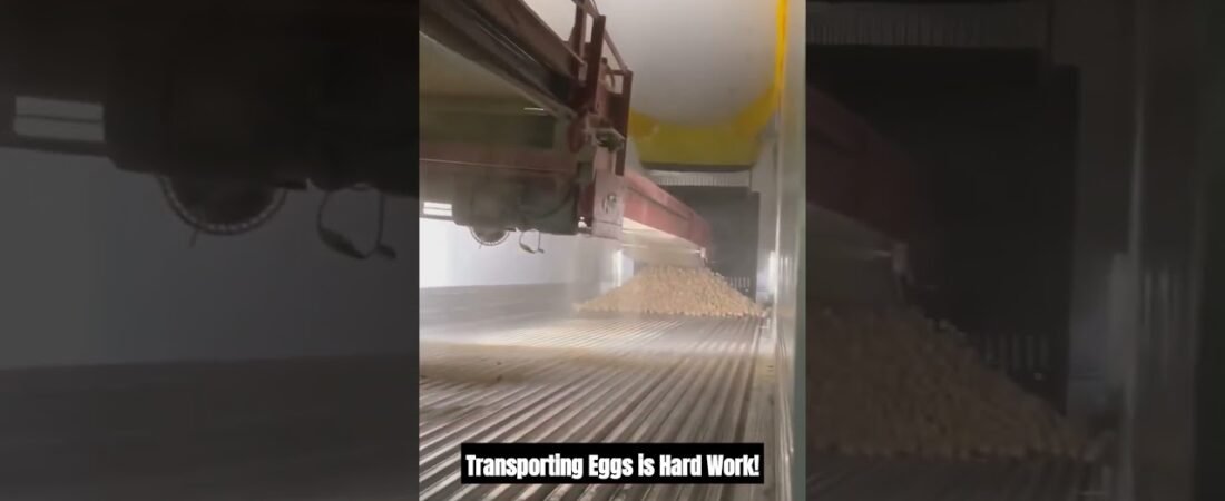 Trucker Loads his Trailer, but can you guess what this load is? Here’s a hint: Bawk Bawk….