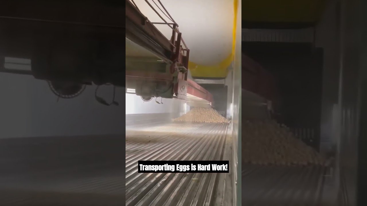 Trucker Loads his Trailer, but can you guess what this load is? Here’s a hint: Bawk Bawk….