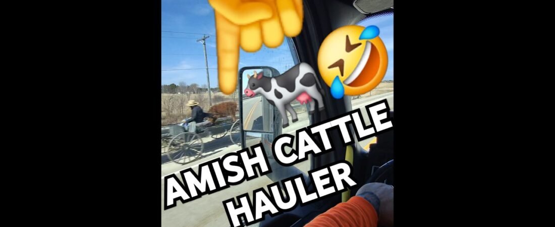 AMISH CATTLE HAULERS ARE TAKING OVER TRUCKING!