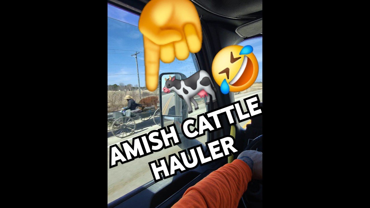 AMISH CATTLE HAULERS ARE TAKING OVER TRUCKING!