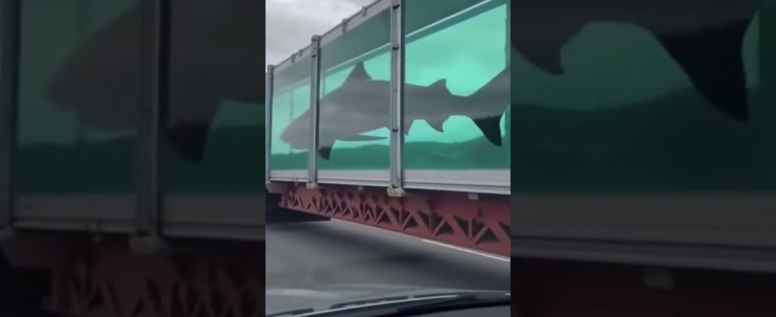 BIG RIG SHARK TRANAPORT! THIS LOAD WILL BITE!