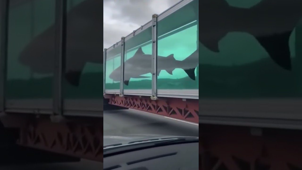 BIG RIG SHARK TRANAPORT! THIS LOAD WILL BITE!