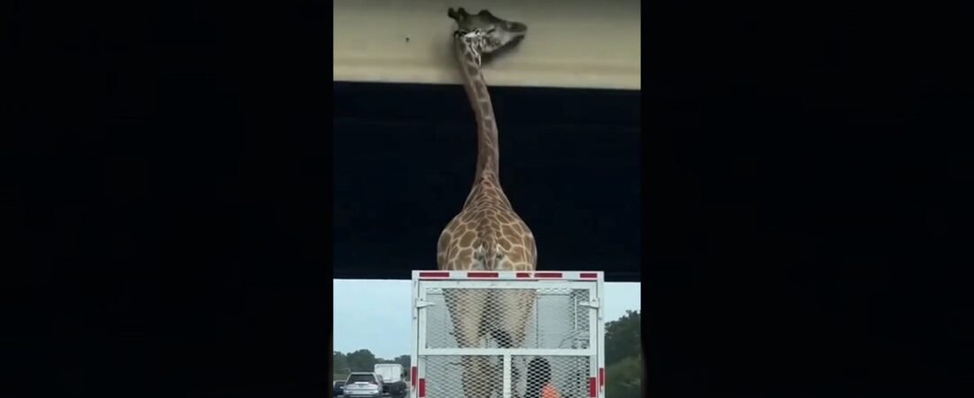 BRO SHOULDA DUCKED.