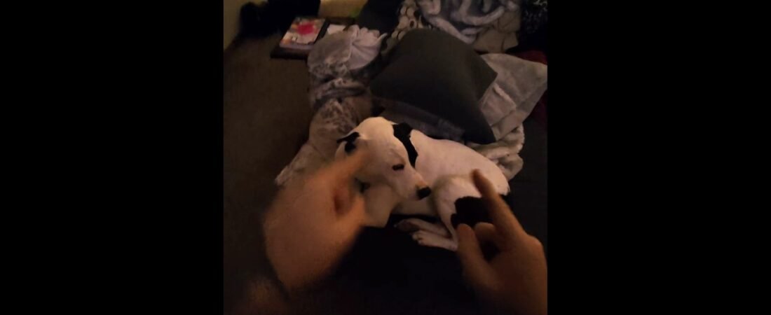 Blowing off some STEAM with the puppy. TRUCKERS AND PUPPIES.
