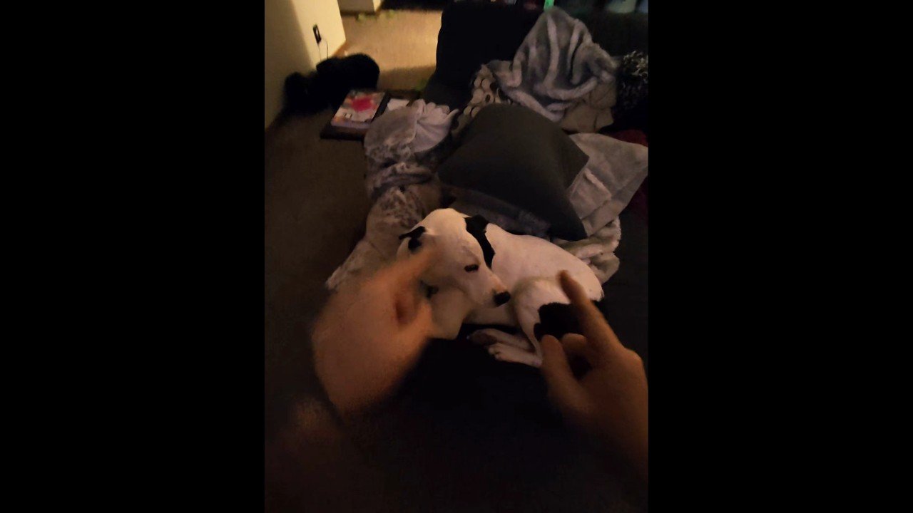Blowing off some STEAM with the puppy. TRUCKERS AND PUPPIES.