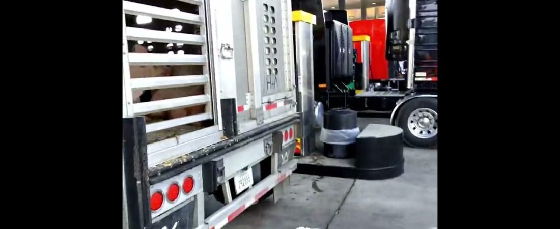 Busted by trucker when I tried to record his PIGS! Why is it so hard to record pigs these days?