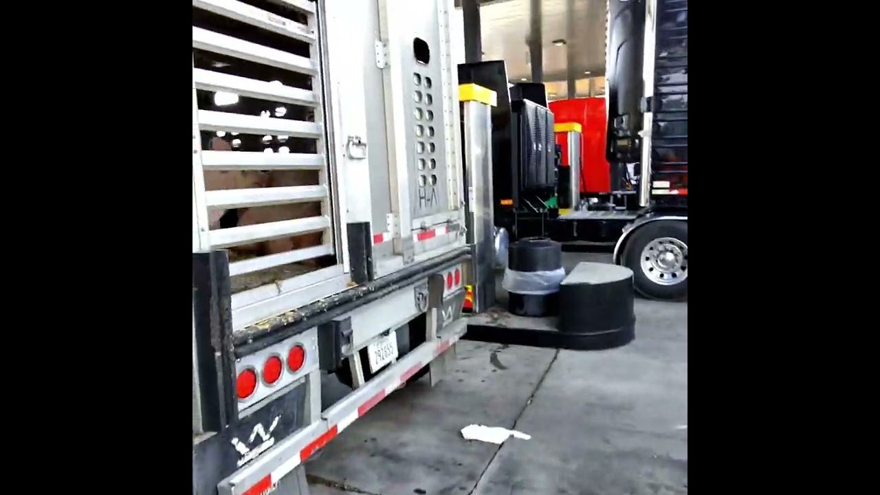 Busted by trucker when I tried to record his PIGS! Why is it so hard to record pigs these days?
