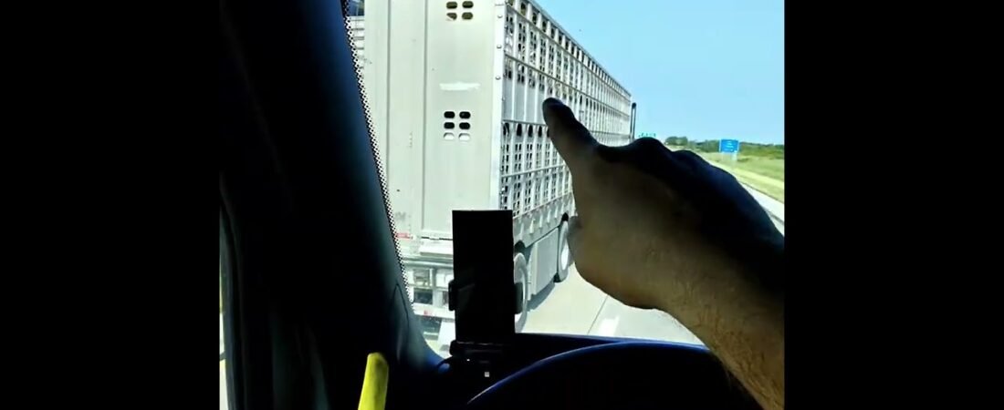 Bye Piggies.. I’ll see you later at dinner. Trucker talks to the pigs on the highway.