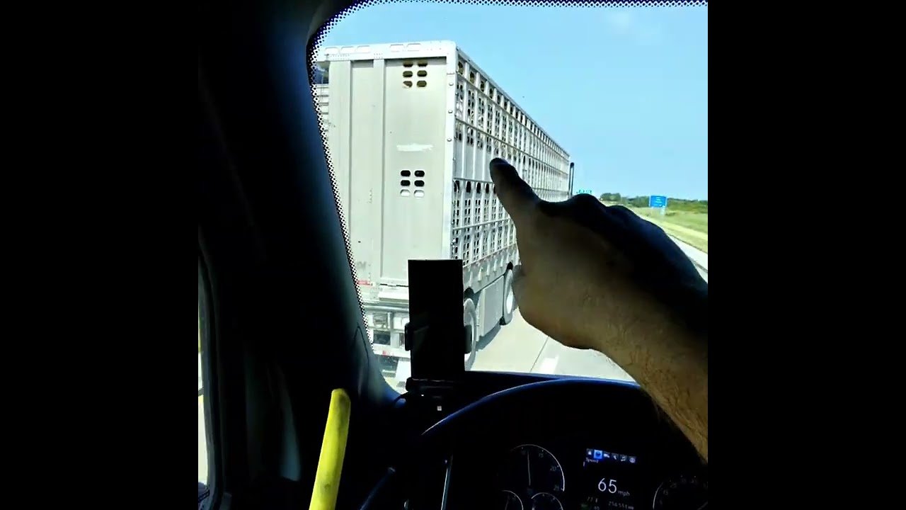Bye Piggies.. I’ll see you later at dinner. Trucker talks to the pigs on the highway.