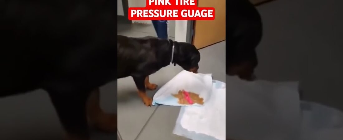 Dog Eats Wife’s Pink Big Rig Tire Pressure Guage. Why did she get a Pink one? Does it still work?