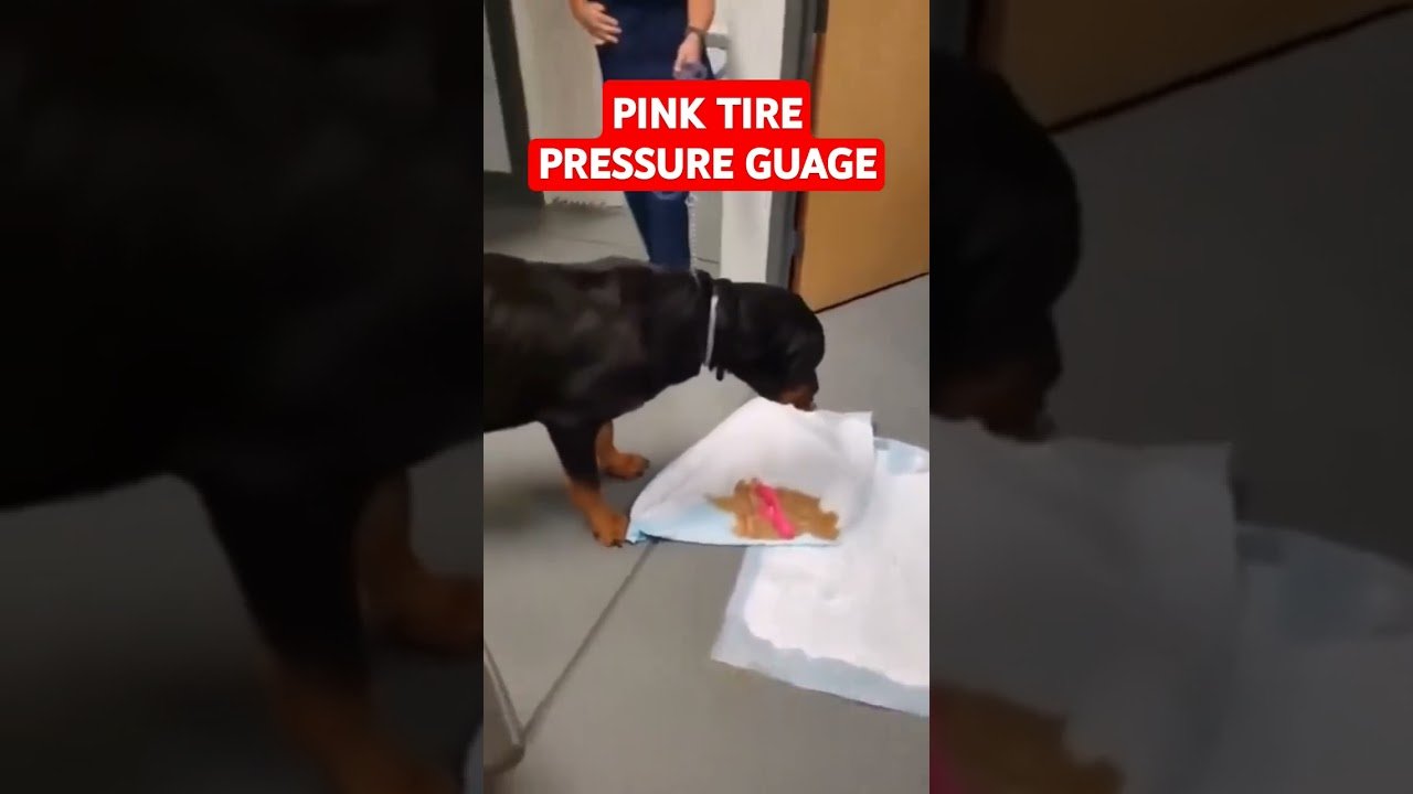 Dog Eats Wife’s Pink Big Rig Tire Pressure Guage. Why did she get a Pink one? Does it still work?