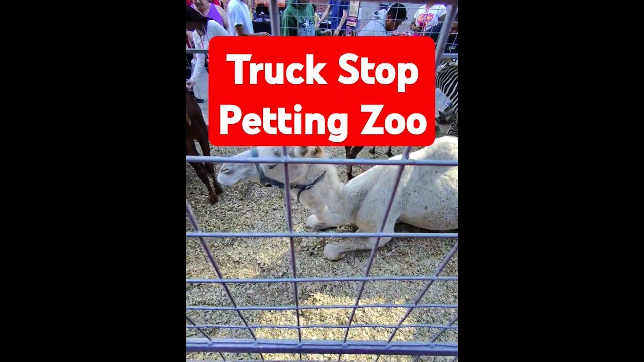 Free Truck Stop Pettng Zoo for ALL AGES! Flying J maade traveling fun again.
