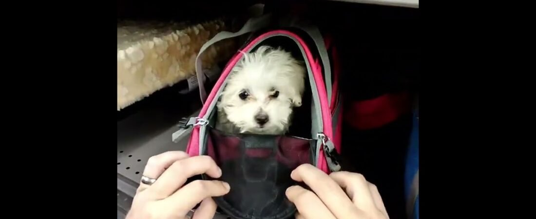 Grown Man plays Peek-A-Boo in public. Some men just love puppies 🐶 😍 ❤️  and don’t care!