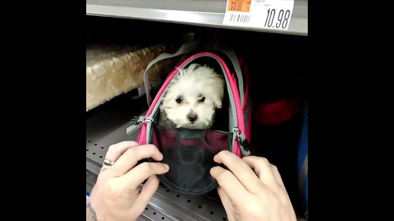 Grown Man plays Peek-A-Boo in public. Some men just love puppies 🐶 😍 ❤️  and don’t care!