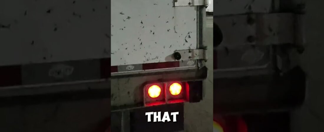 How do you get BUG SPLATS on the BACK of your trailer, driver?