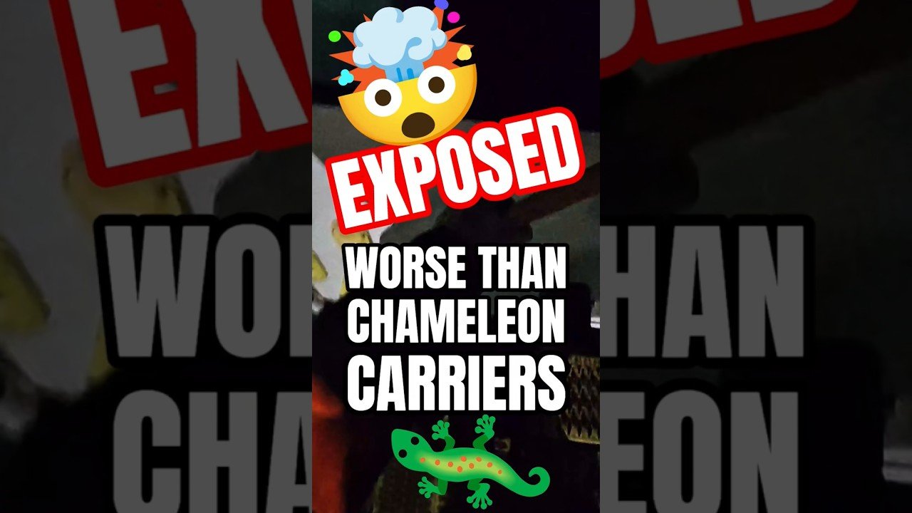 I EXPOSED SOMETHING FAR WORSE THAN CHAMELEON CARRIERS IN THE TRUCKING INDUSTRY. @NickShirley