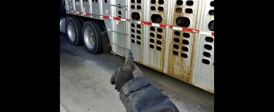 I can see your nose in that &*@$ right there. Trucker Spots a Cattle Hauler at the truck stop. Ewww!