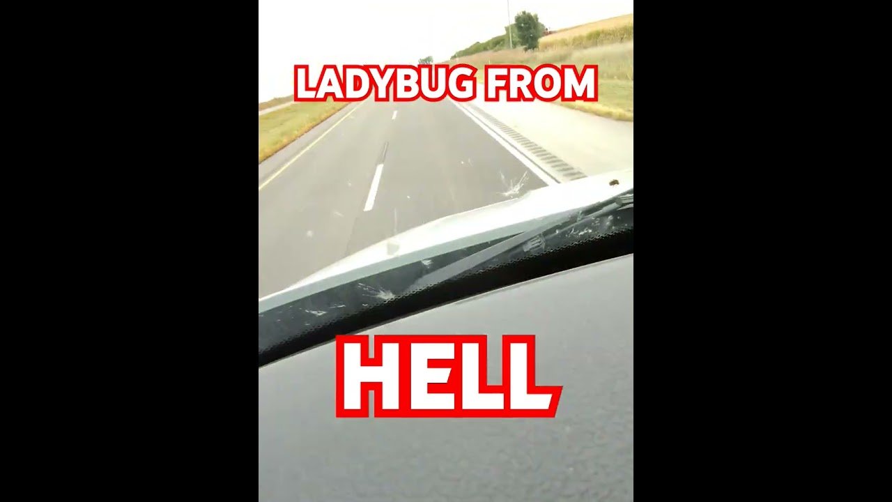 Ladybug From Hell @ High Speed! This thing will stop at nothing to get me.