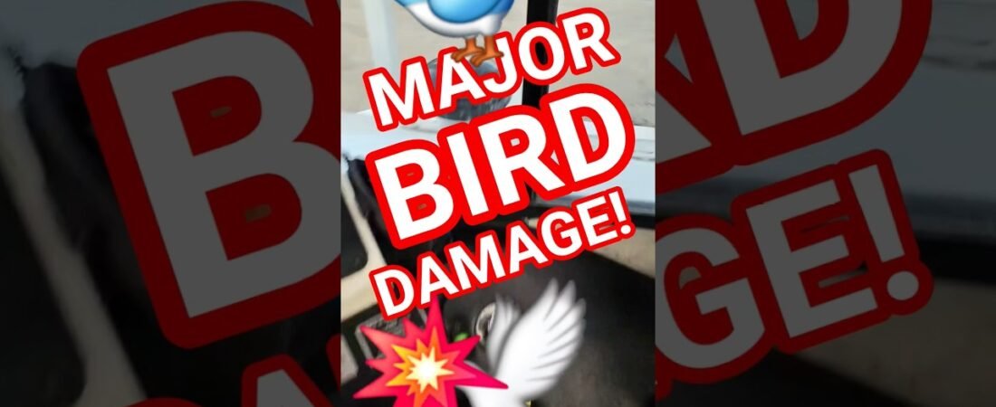 MAJOR BIRD DAMAGE! IT JUST FLEW INTO ME! I AVOIDED MAJOR DAMAGE! HELP ME OUT!