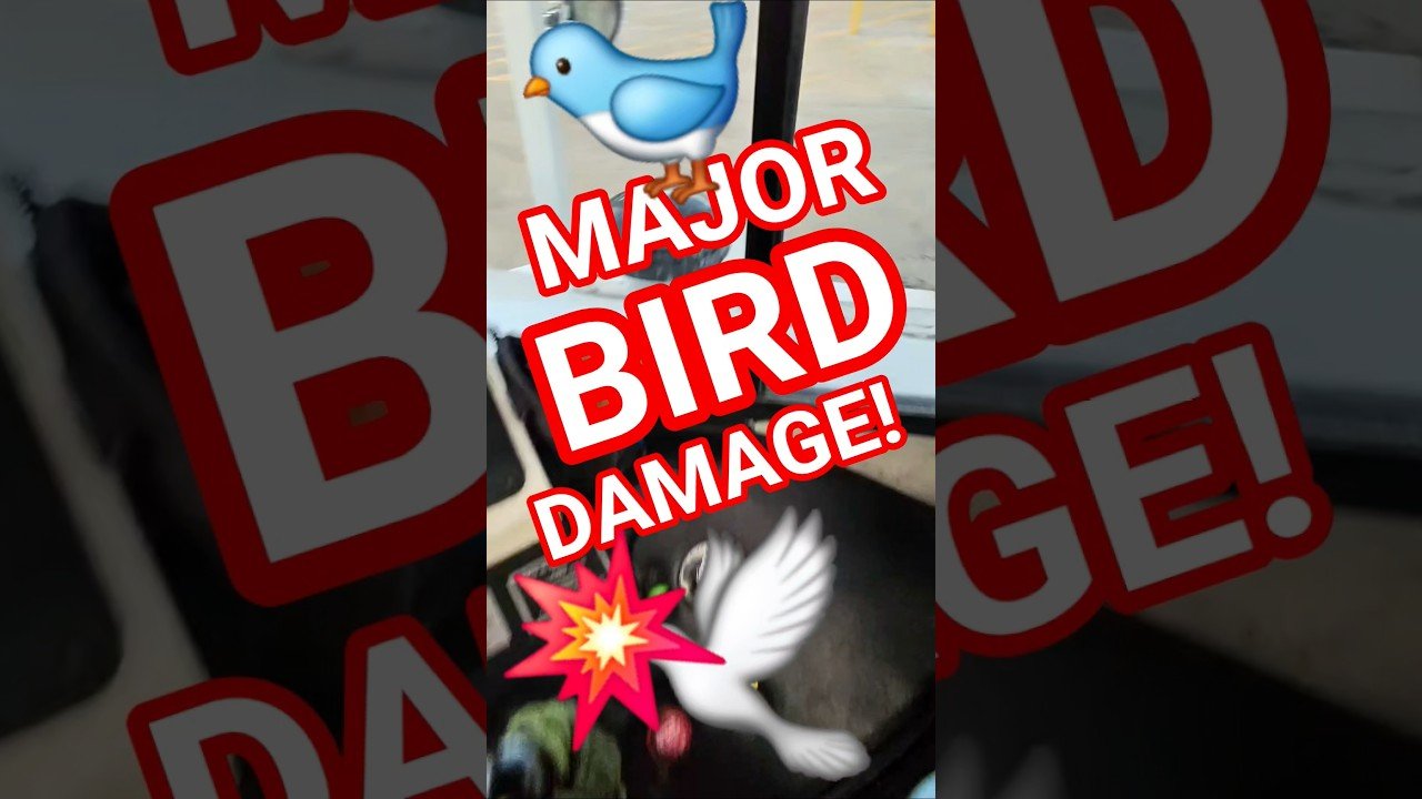 MAJOR BIRD DAMAGE! IT JUST FLEW INTO ME! I AVOIDED MAJOR DAMAGE! HELP ME OUT!