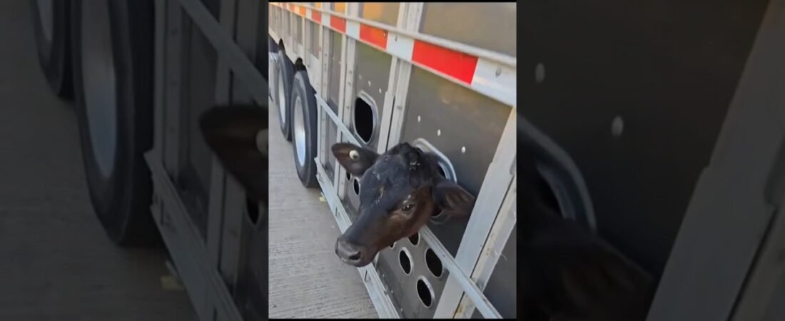 MEET THE NICEST BULL HAULER YOU’LL EVER MEET.