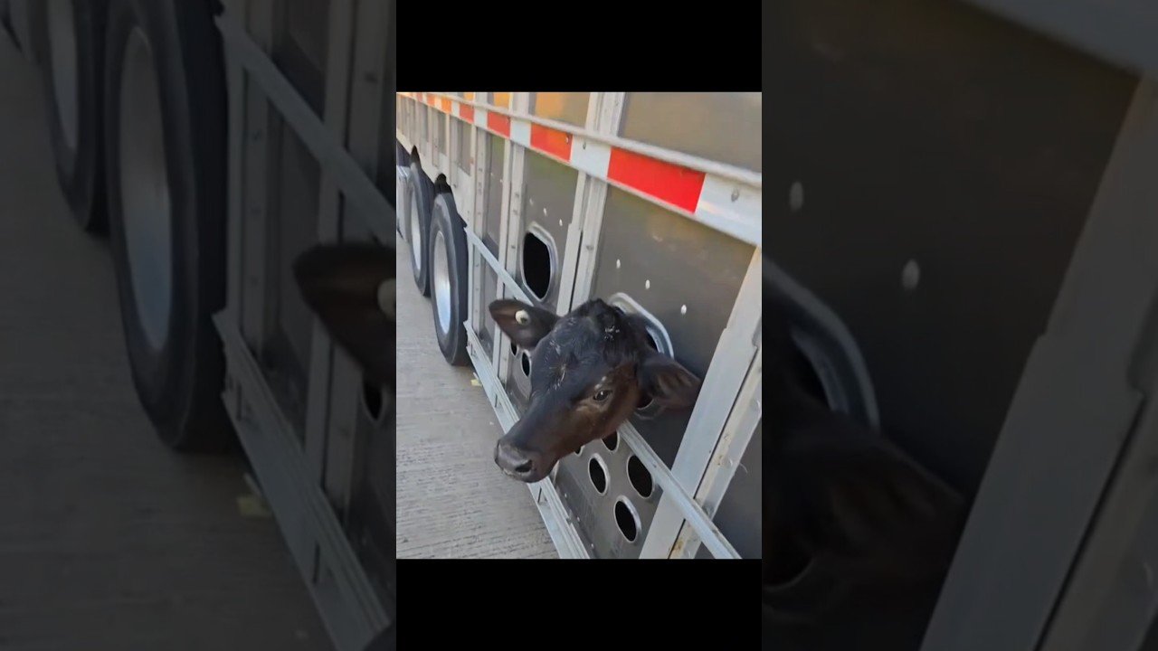 MEET THE NICEST BULL HAULER YOU’LL EVER MEET.