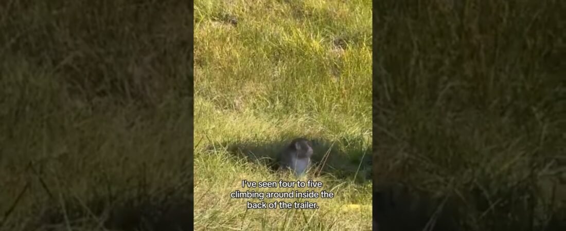 MONKEYS ASCAPE FROM CRASHED SEMI TRUCK! THIS IS REALLY HAPPENING.