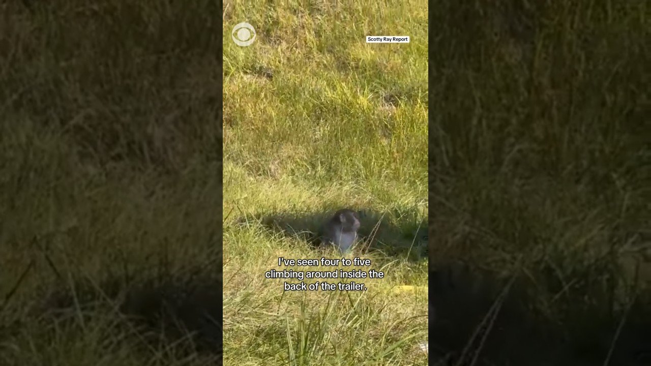 MONKEYS ASCAPE FROM CRASHED SEMI TRUCK! THIS IS REALLY HAPPENING.