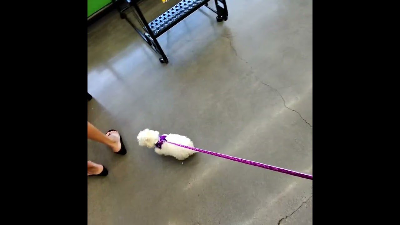 My dog and I came to fight! They are making too much noise, and for that, we must scrap in the back.