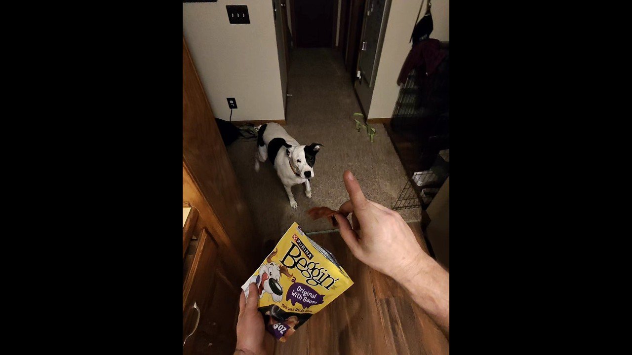 PUPPY DESERVES THE WHOLE BAG! SHES BEEN THROUGH SOME ISH! TRUCKERS BEST FRIEND.