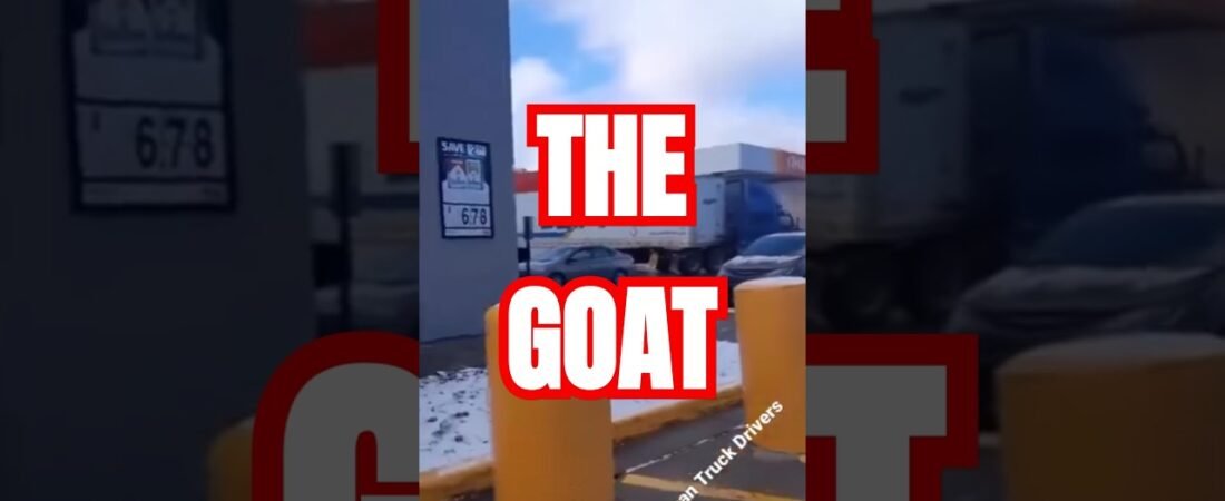 Poor Life Choices aren’t always a bad thing. It’s all how you look at it. #thegoat #trucker #swift