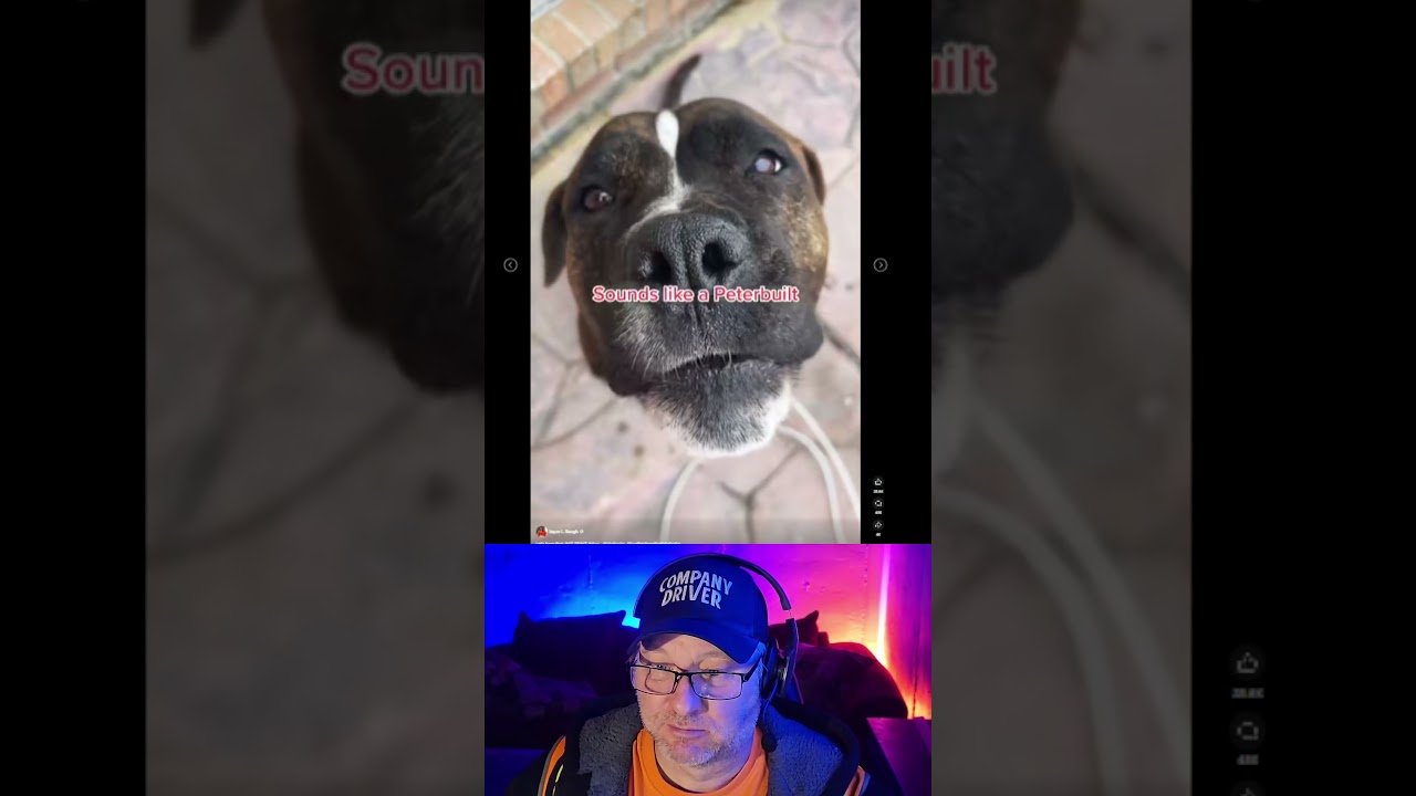 Real Semi Truck Driving Dog will have you on your seat begging for more.  #truckinglife #truckdriver