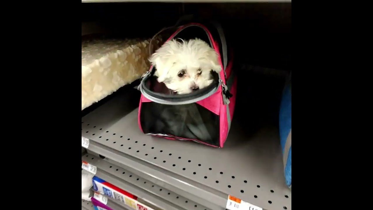 She HATES it. You can see it in her eyes that she wasn’t happy. What would you do?