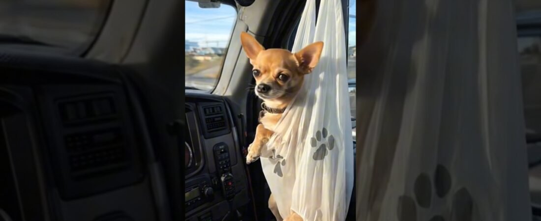 Someone got themself a timeout! Even Trucker Dogs have to obey the Rules of the Road!