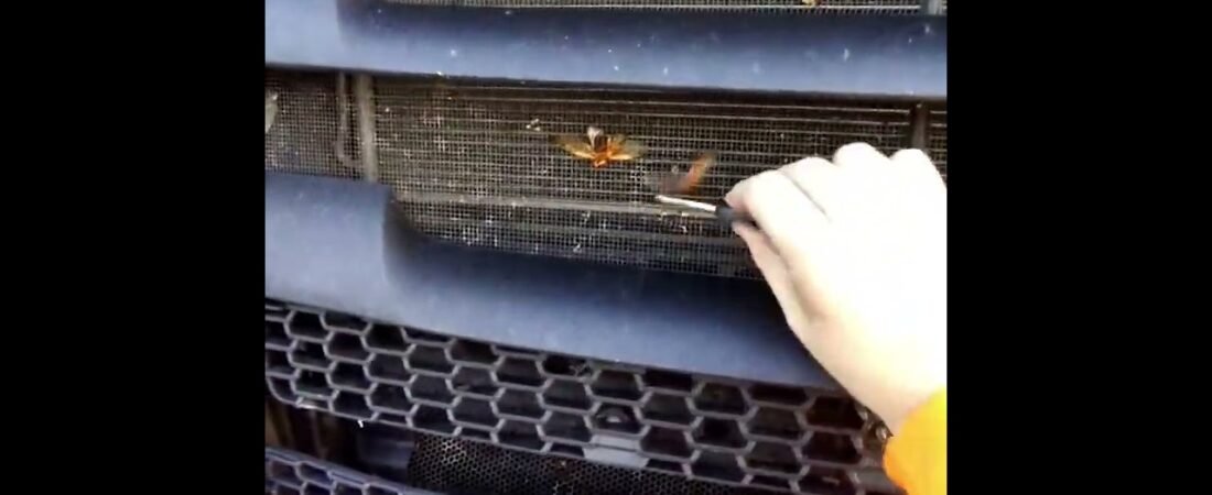 THESE BUGS ARE SO BIG THEY COULD BE PETS. Are these bugs from another planet? Alien Bugs are REAL!