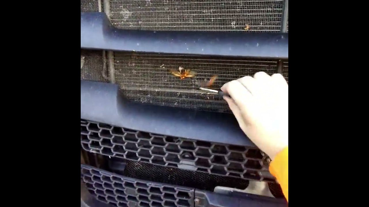 THESE BUGS ARE SO BIG THEY COULD BE PETS. Are these bugs from another planet? Alien Bugs are REAL!