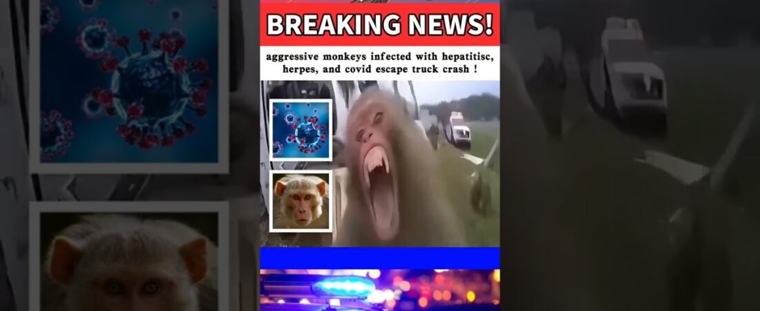 THEY DON”T WANT YOU TO SEE THIS! THEY ARE HIDING THE MONKEYS!