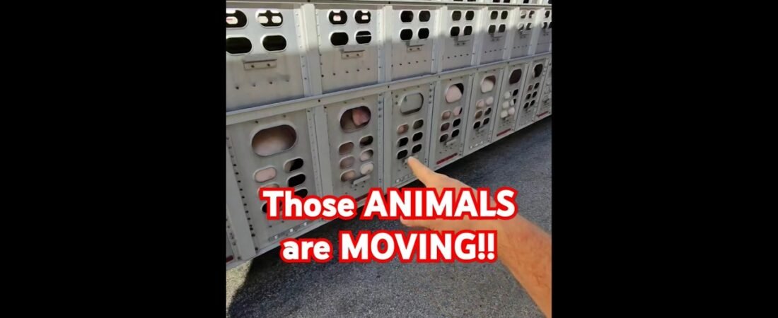THOSE ANIMALS ARE MOVING! Seeing this NEVER gets old out here even as a Trucker.