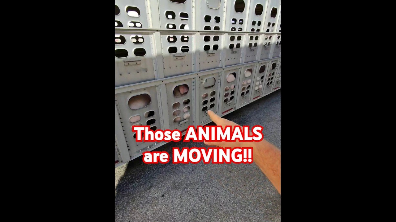THOSE ANIMALS ARE MOVING! Seeing this NEVER gets old out here even as a Trucker.