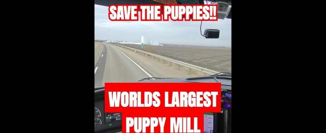 TRUCKER DISCOVERS WORLDS LARGEST PUPPY MILL! WE NEED TO SAVE THESE POOR BABY PUPPIES!