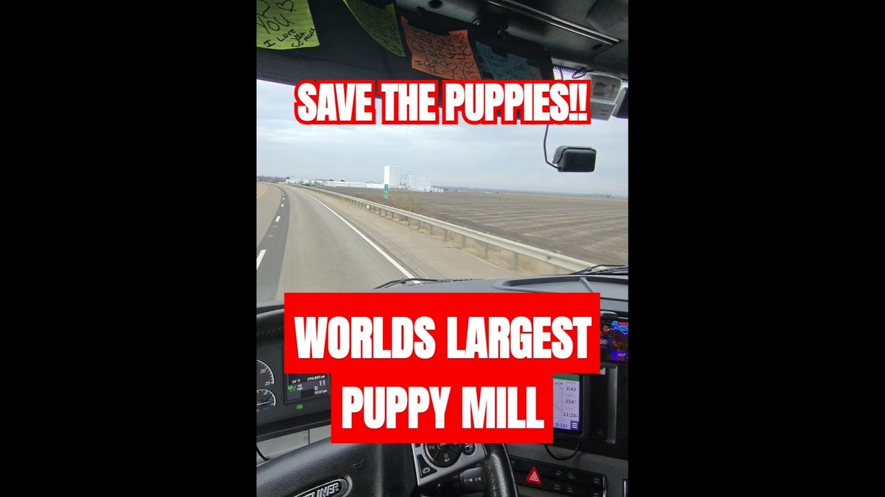 TRUCKER DISCOVERS WORLDS LARGEST PUPPY MILL! WE NEED TO SAVE THESE POOR BABY PUPPIES!