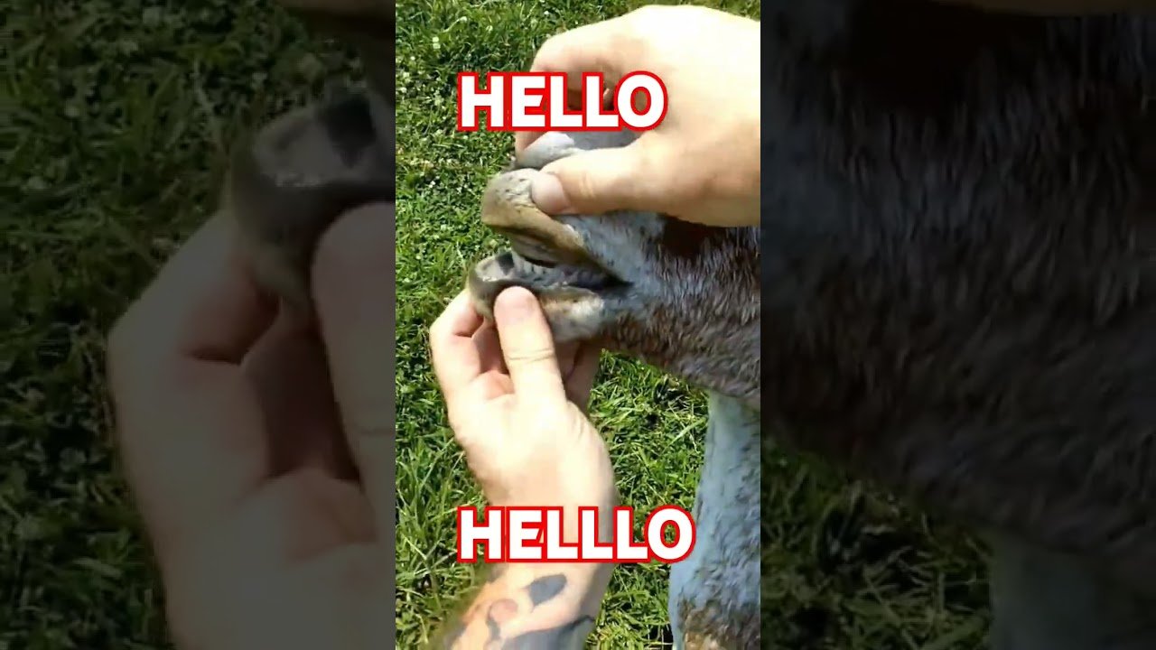 Talking Goat says hello to everyone on YouTube. Say hello to TRUCKER GOAT!