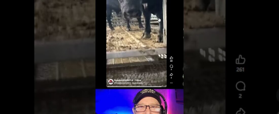 They said Bull Haulers get all the ladies