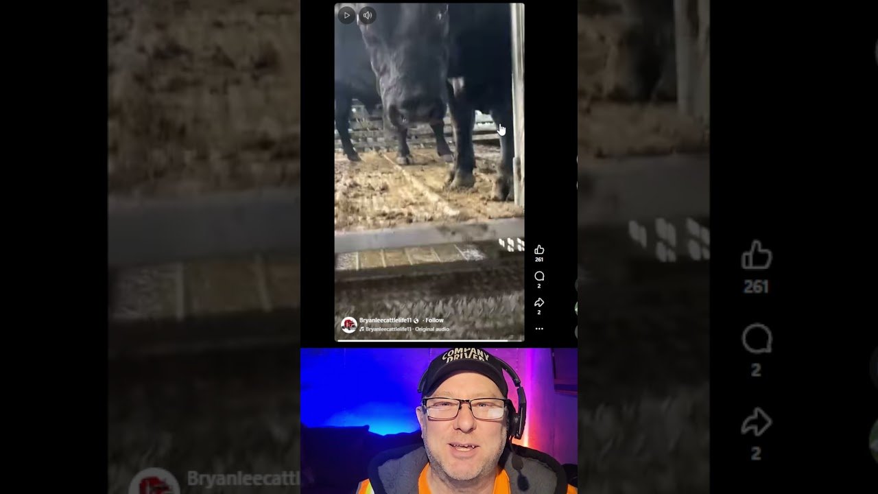 They said Bull Haulers get all the ladies