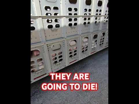 This truck is filled with animals that are about to DIE! You can see the fear in their eyes!