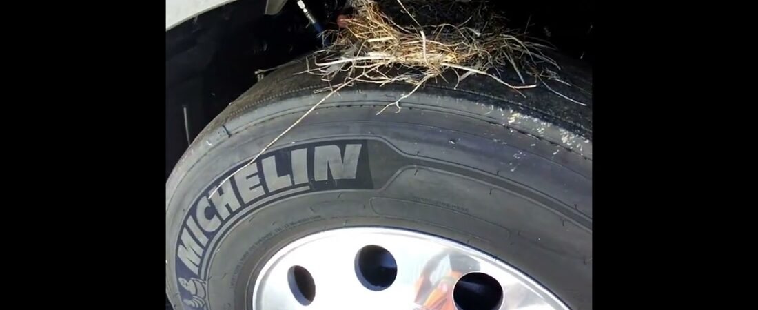 Trucker Fights Bird! Then, Truck Driver Saves Bird. It’s the little things in life that make heros