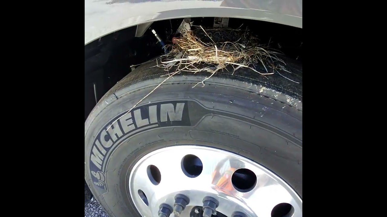 Trucker Fights Bird! Then, Truck Driver Saves Bird. It’s the little things in life that make heros