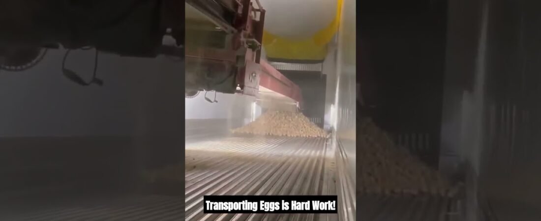 Trucker Loads his Trailer, but can you guess what this load is? Here’s a hint: Bawk Bawk….