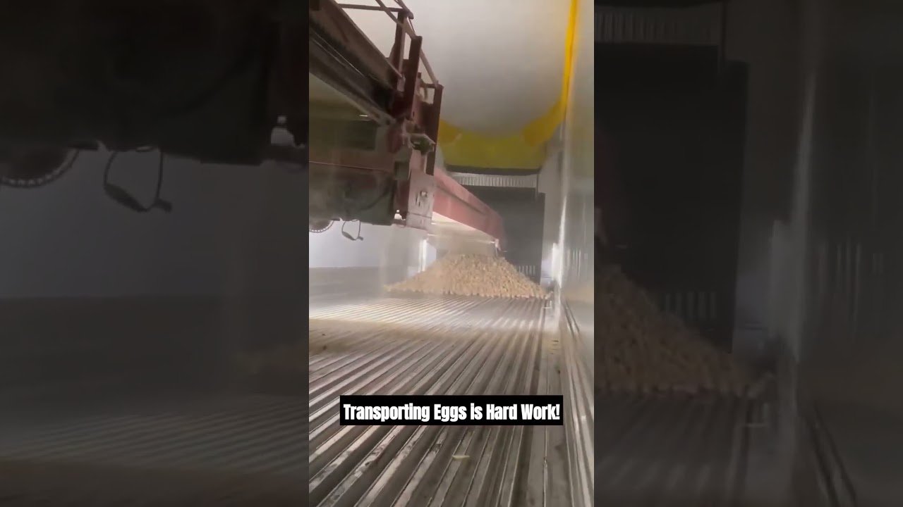 Trucker Loads his Trailer, but can you guess what this load is? Here’s a hint: Bawk Bawk….