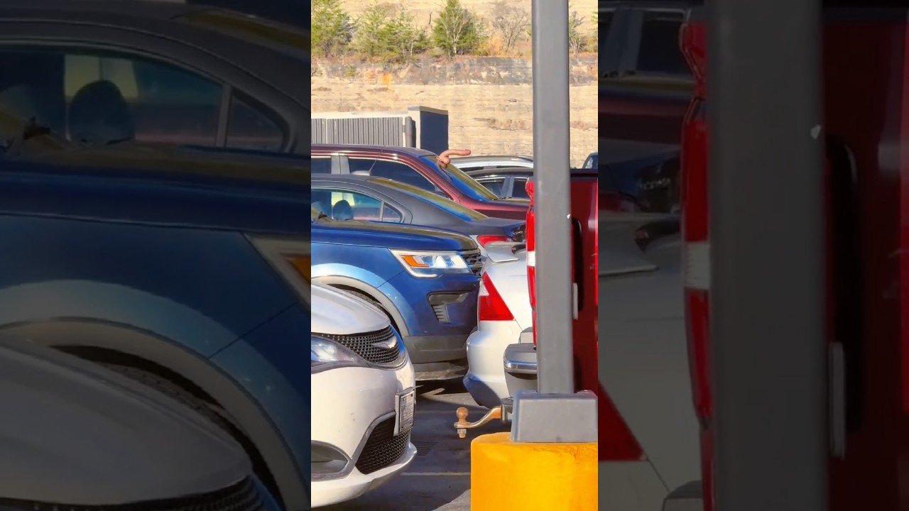 UNICORN SPOTTED AT THE FLYING J TRUCKSTOP!